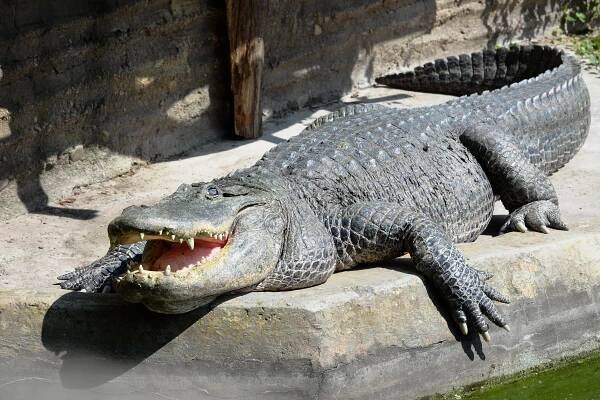 aligator americky | WebJET CMS