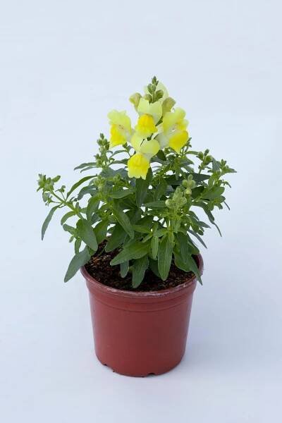 Snapdragon Pictures - National Garden Bureau | #yearofthesnapdragon