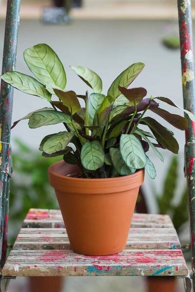 Ctenanthe amagris