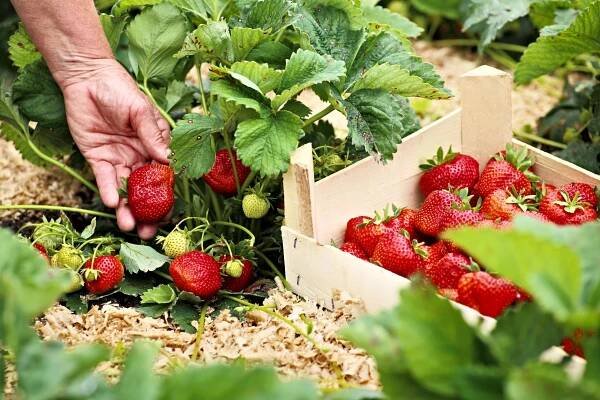 Female hand with a large ripe strawberry