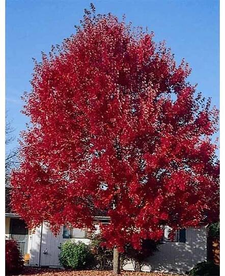 Acer Rubrum HOSR Summer Red Maple
