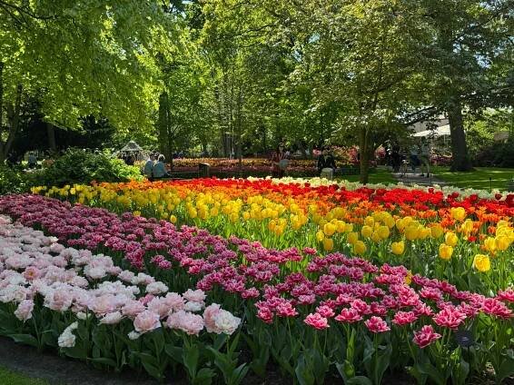 Imagine having a beautiful garden full of blooming tulips... 🥰🌷
➡️ Order your Tulip Festival quality tulip bulbs online via the link in our bio.

#tulipfestival #gardening #gardenlover #flowerlover #tuinieren #tulips #flowers #fleurs #flores