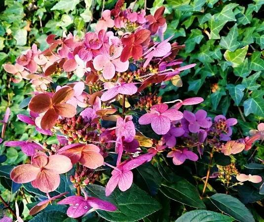 VZDUŠNÁ HORTENZIE LATNATÁ - HYDRANGEA PANICULATA ́WIM ́S RED ́