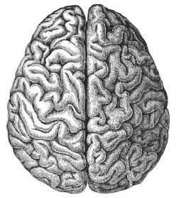 lidský mozek - vintage grav�írovaná ilustrace - biomedicínská ilustrace - stock snímky, obrázky a fotky