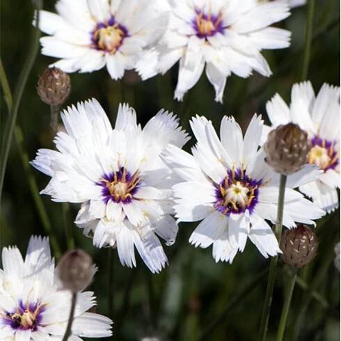 Catananche caerulea 'Alba'