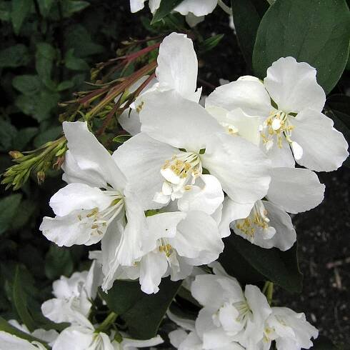 Pustoryl 'Dame Blanche'