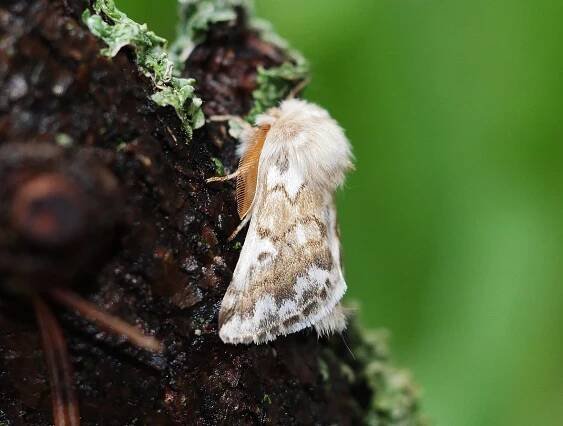 imago - samec