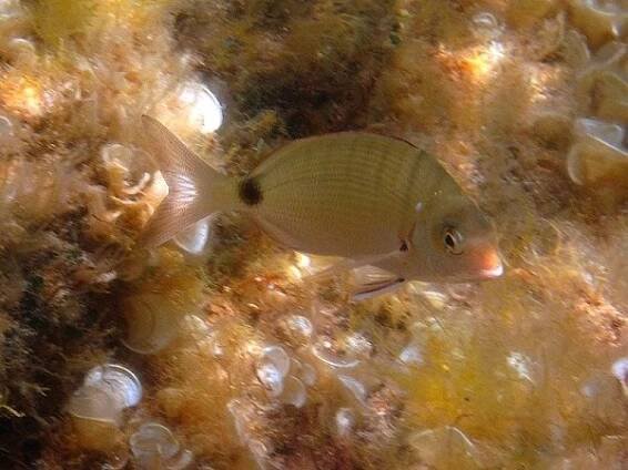 Diplodus sargus - mořan příčnopruhý