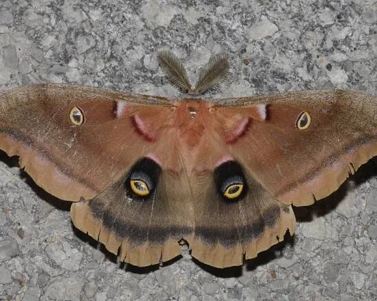 Antheraea polyphemus