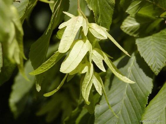 Habr obecný - Carpinus betulus, plody, plodenství