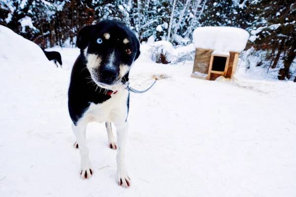 Reasons to Love Minnesota No. 35: Chilly Dogs Sled Dog Trips