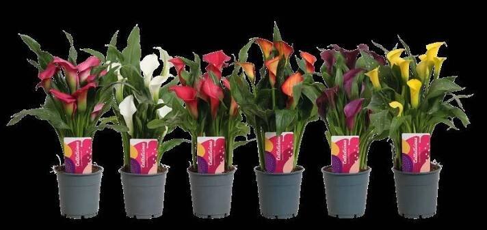 Callalicious© | Calla Zantedeschia catalogus 2024 |Vreugdenhil Bulbs & Plants by Vreugdenhil Bulbs & Plants - Issuu