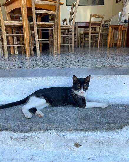 Cats of Gavalochori-25