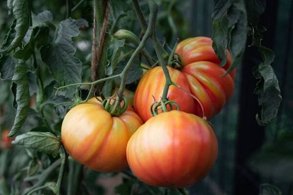 Tomatoes growing stock fotka