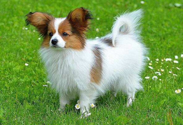 PAPILLON s PP - nádherná fena - Antošovice (Ostrava - město), Prodám