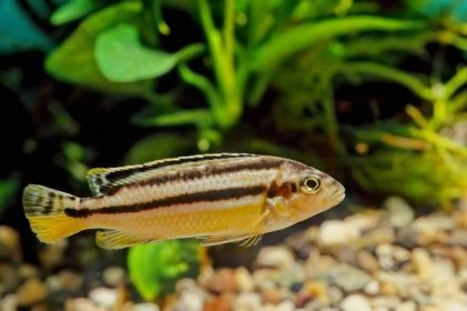 Auratus Cichlid (Melanochromis Auratus): Ultimate Care Guide - Fish Laboratory