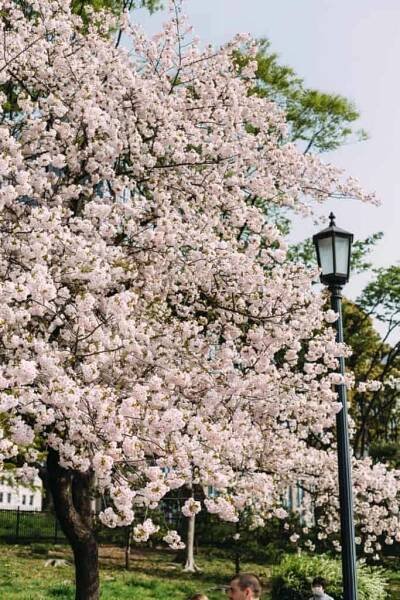 When Is The Cherry Blossom Season In Tokyo 2024? - Japan Truly
