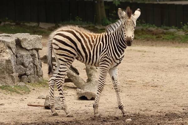 Liberecká zoo se pyšní novými mláďaty, na svět přišla i modrooká zebra