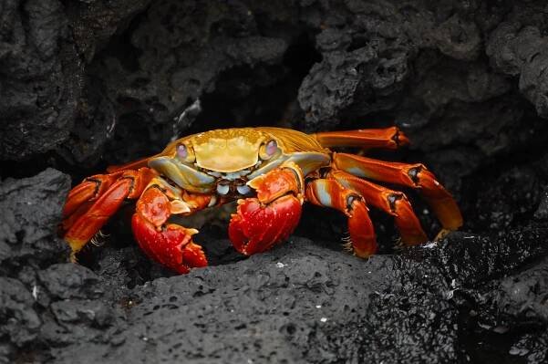 Soubor:Grapsus grapsus Galapagos Islands.jpg – Wikipedie