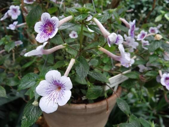 Achimenes (Honzík) - eshop, prodej, semena, rostliny, pěstování, fotografie, množení, popis, atd. -> www.rostliny.net