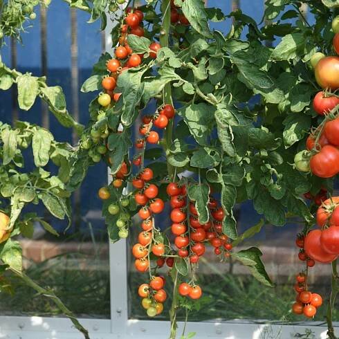 Rajče Charmant F1 - Solanum lycopersicum - semena - 10 ks