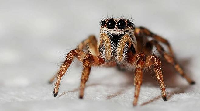 Základová fotografie na téma anatomie pavouka, arachnofobie, barvy, biodiverzity, biologie, chlupatý, členovec, detail