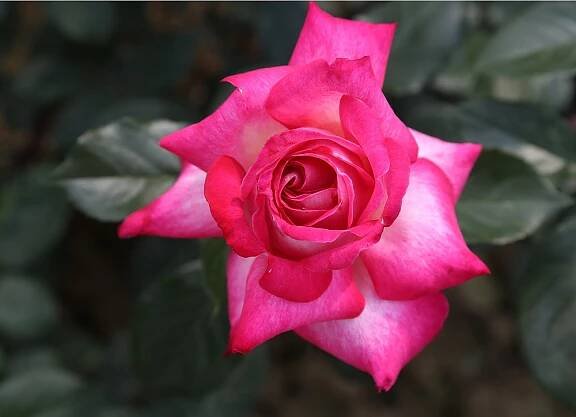 Sortiment růží - Růže keřové - Růže keřové - Velkokvěté - Rose Quajard | Růžová školka Fryčovice