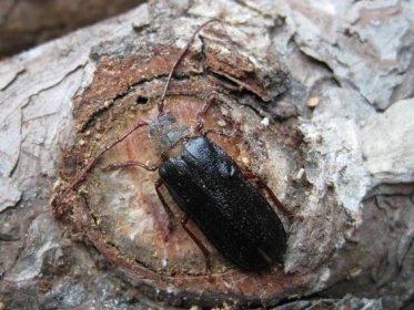 Odborníci objevili na Šumavě další vymizelé druhy brouků