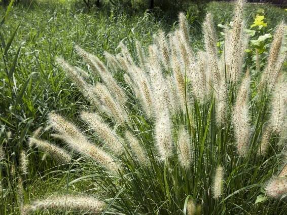 Fertilizing Fountain Grass – When And What To Feed Ornamental Grasses