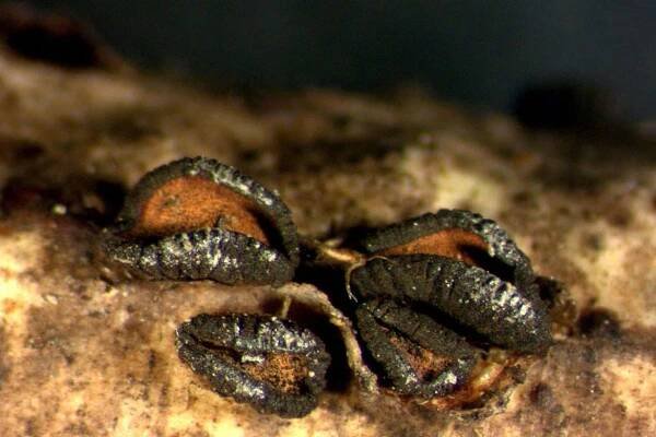 Dothideomycetes