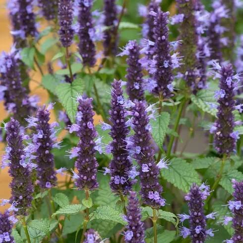 Agastache ´Little Adder´ (Agastache) - posledné 3ks - Image 2