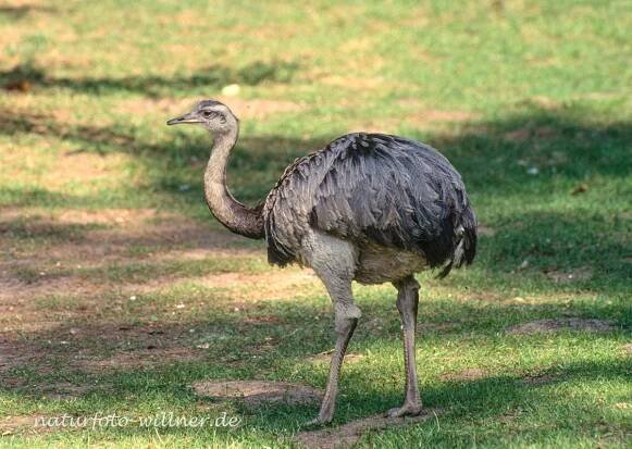 Vögel weltweit – Naturfoto Willner