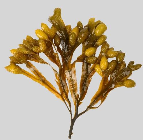 Ascophyllum nodosum extract