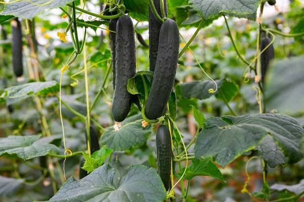 Get Your Cucumber Plants Off to a Strong Start by Avoiding This Common Planting Mistake