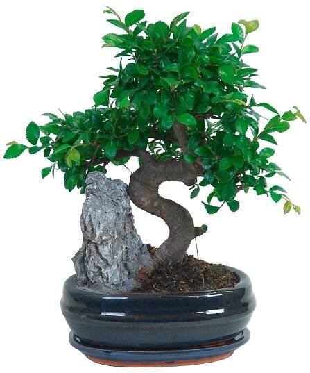 Bonsai s dekoračním kamenem průměr květináče cca 21 cm
