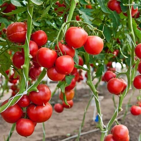 BIO semena rajčete – BIO Rajče Hamlet F1 – Solanum lycopersicum