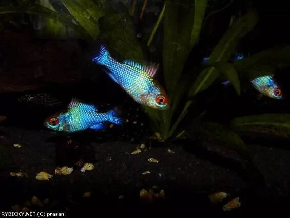 Cichlidka Ramirezova var. Electric blue - Mikrogeophagus ramirezi Electric blue