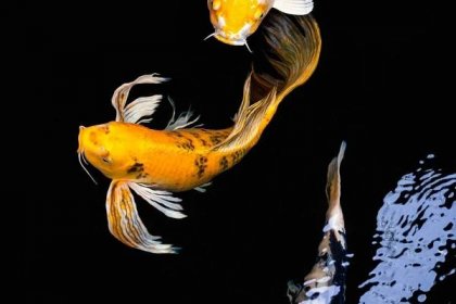 How Long Do Koi Fish Live? (4 Tips For Longevity)