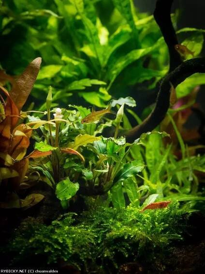 bucephalandra sp. zelené | © chuanvaldes
