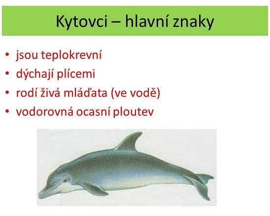 Ploutvonožci, kytovci … – Materiály pro žáky ZŠ