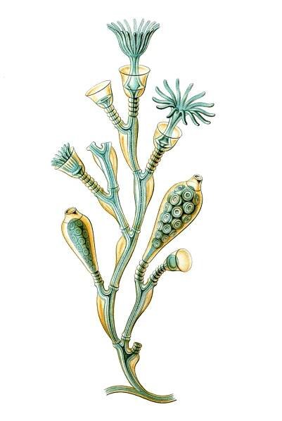 Obelia geniculata