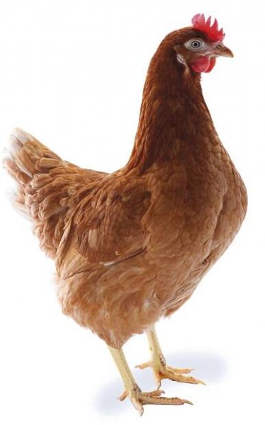 LOHMANN DO BRASIL - Lohmann Breeders
