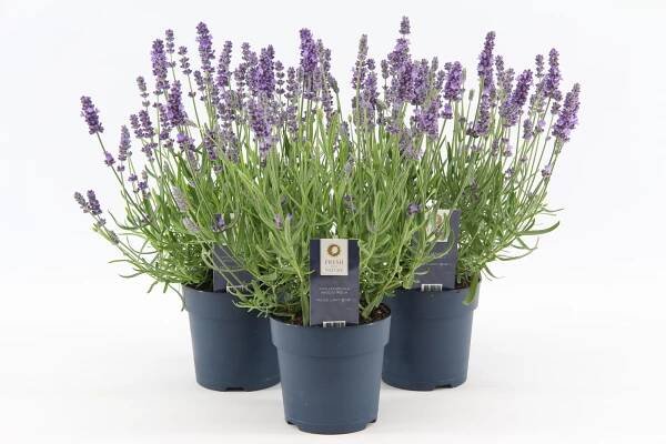 Lavendel | Salm