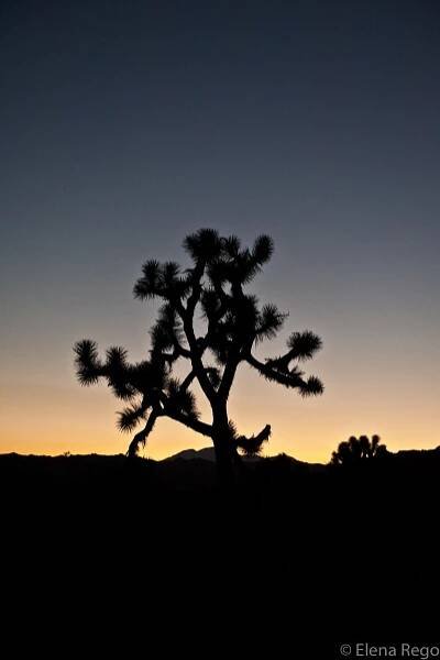 Joshua Tree, California 2011: A Photo Journal - Jon + Elena