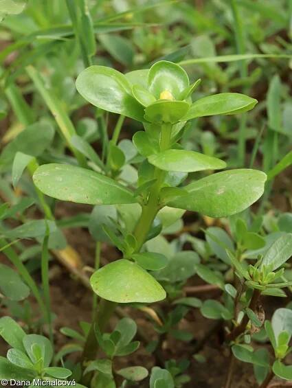 Portulaca oleracea – šrucha zelná