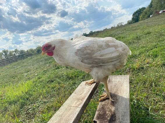 Frances the chicken | Barn Sanctuary