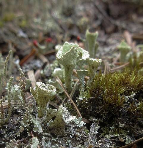 Twenty Years in the Maine Woods - Wendy Weiger, MD, PhD