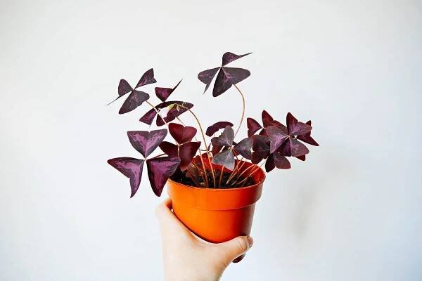 Hand holding a small potted Oxalis triangularis purple shamrock plant against a white wall