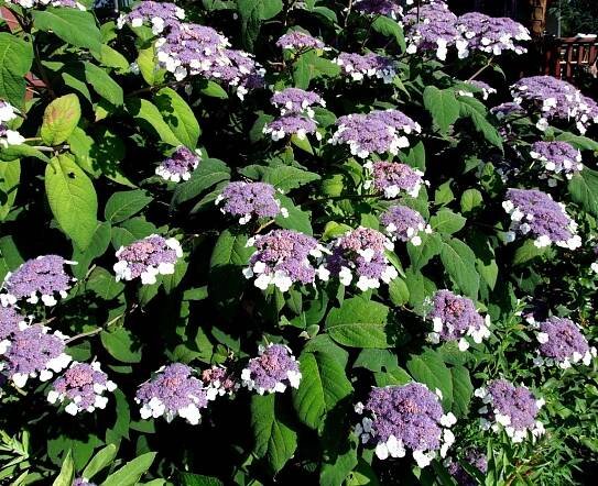 HYDRANGEA ASPERA MACROPHYLLA HORTENZIE KOSMATA Kód výrobce HORTENSJA KOSMATA