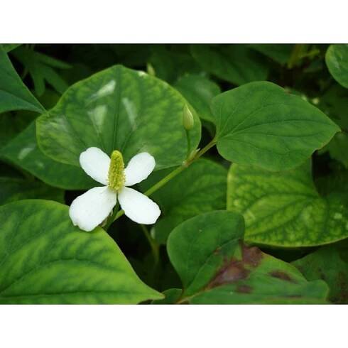 Touleň srdčitá (Houttuynia cordata) - Bioaqua